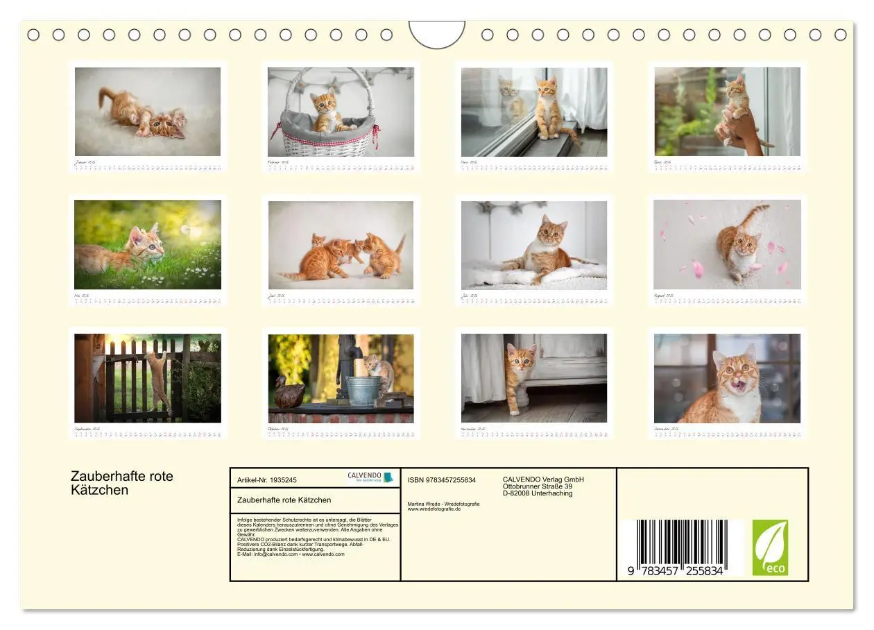 Bild: 9783457255834 | Zauberhafte rote Kätzchen (Wandkalender 2026 DIN A4 quer), CALVENDO...