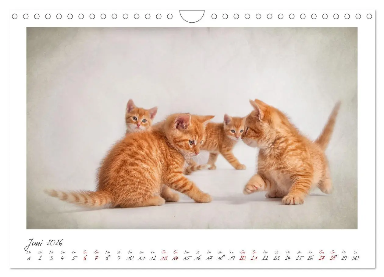 Bild: 9783457255834 | Zauberhafte rote Kätzchen (Wandkalender 2026 DIN A4 quer), CALVENDO...