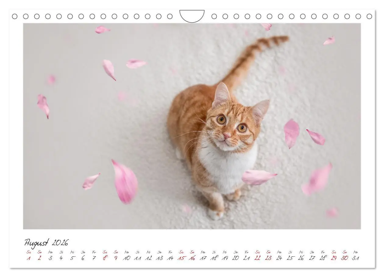 Bild: 9783457255834 | Zauberhafte rote Kätzchen (Wandkalender 2026 DIN A4 quer), CALVENDO...