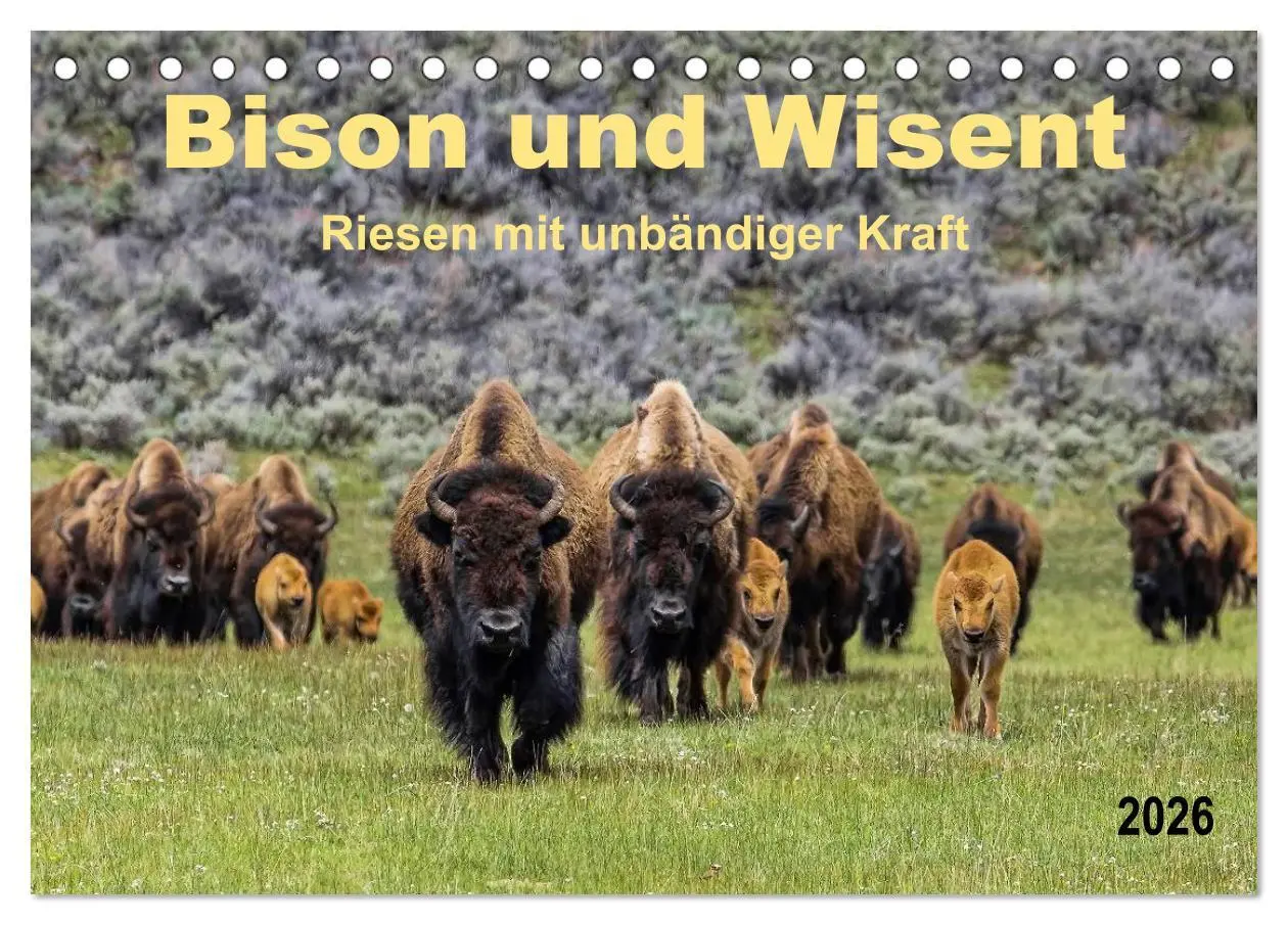 Cover: 9783516035834 | Bison und Wisent - Riesen mit unbändiger Kraft (Tischkalender 2026...