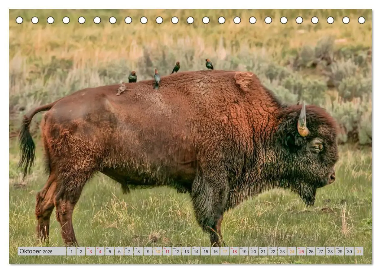 Bild: 9783516035834 | Bison und Wisent - Riesen mit unbändiger Kraft (Tischkalender 2026...