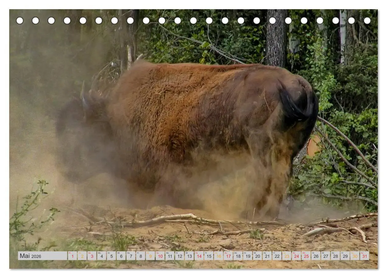 Bild: 9783516035834 | Bison und Wisent - Riesen mit unbändiger Kraft (Tischkalender 2026...