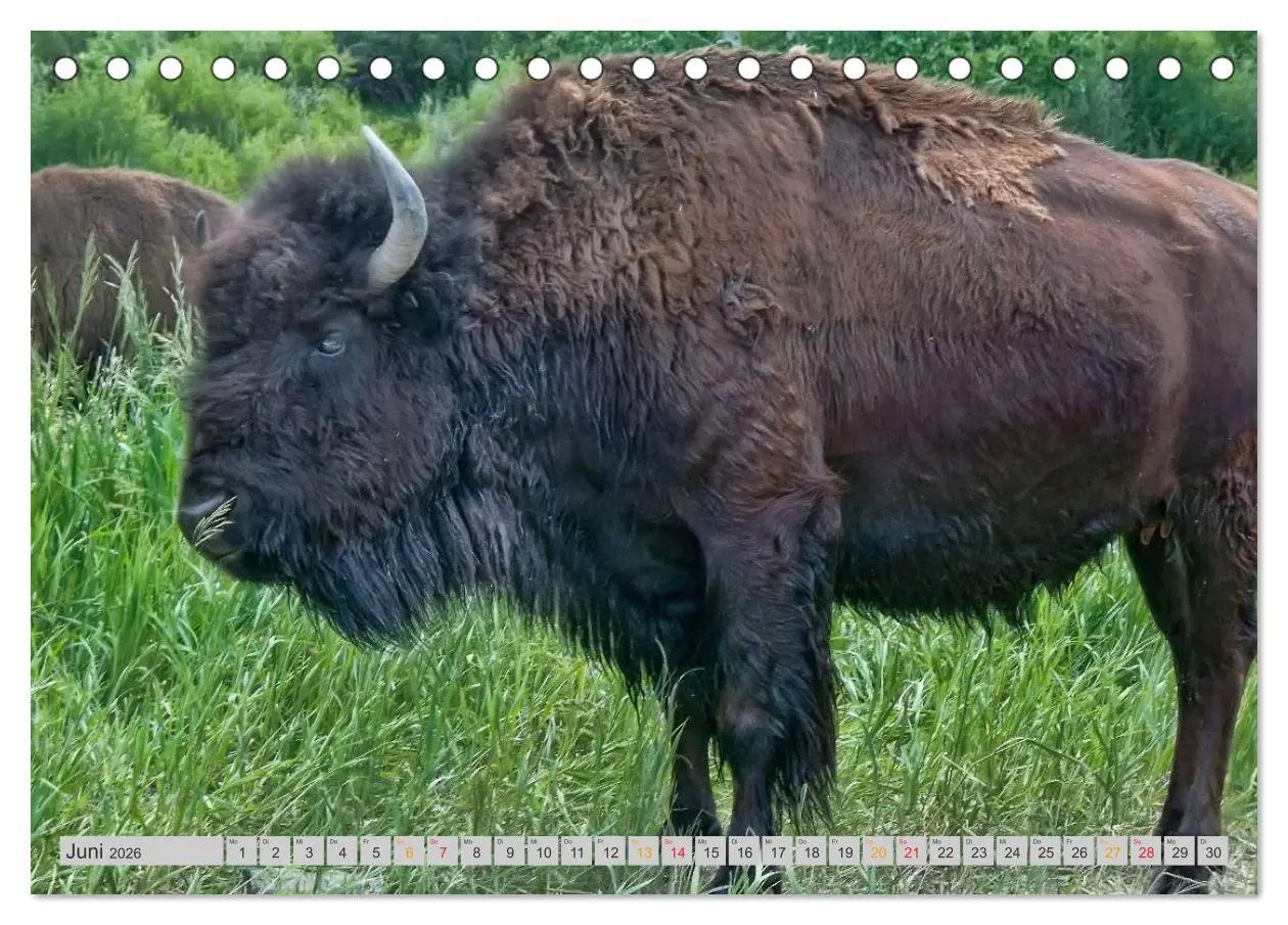 Bild: 9783516035834 | Bison und Wisent - Riesen mit unbändiger Kraft (Tischkalender 2026...