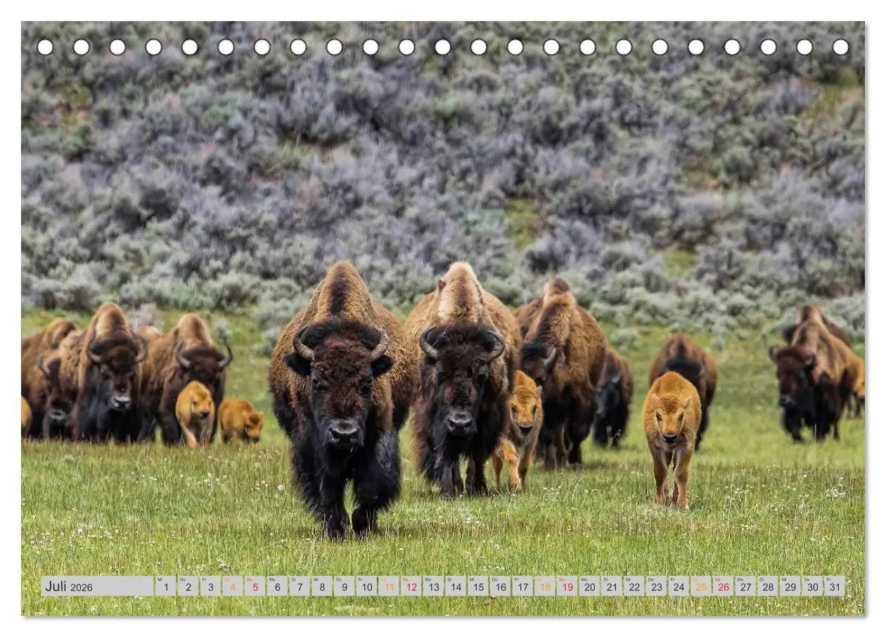 Bild: 9783516035834 | Bison und Wisent - Riesen mit unbändiger Kraft (Tischkalender 2026...