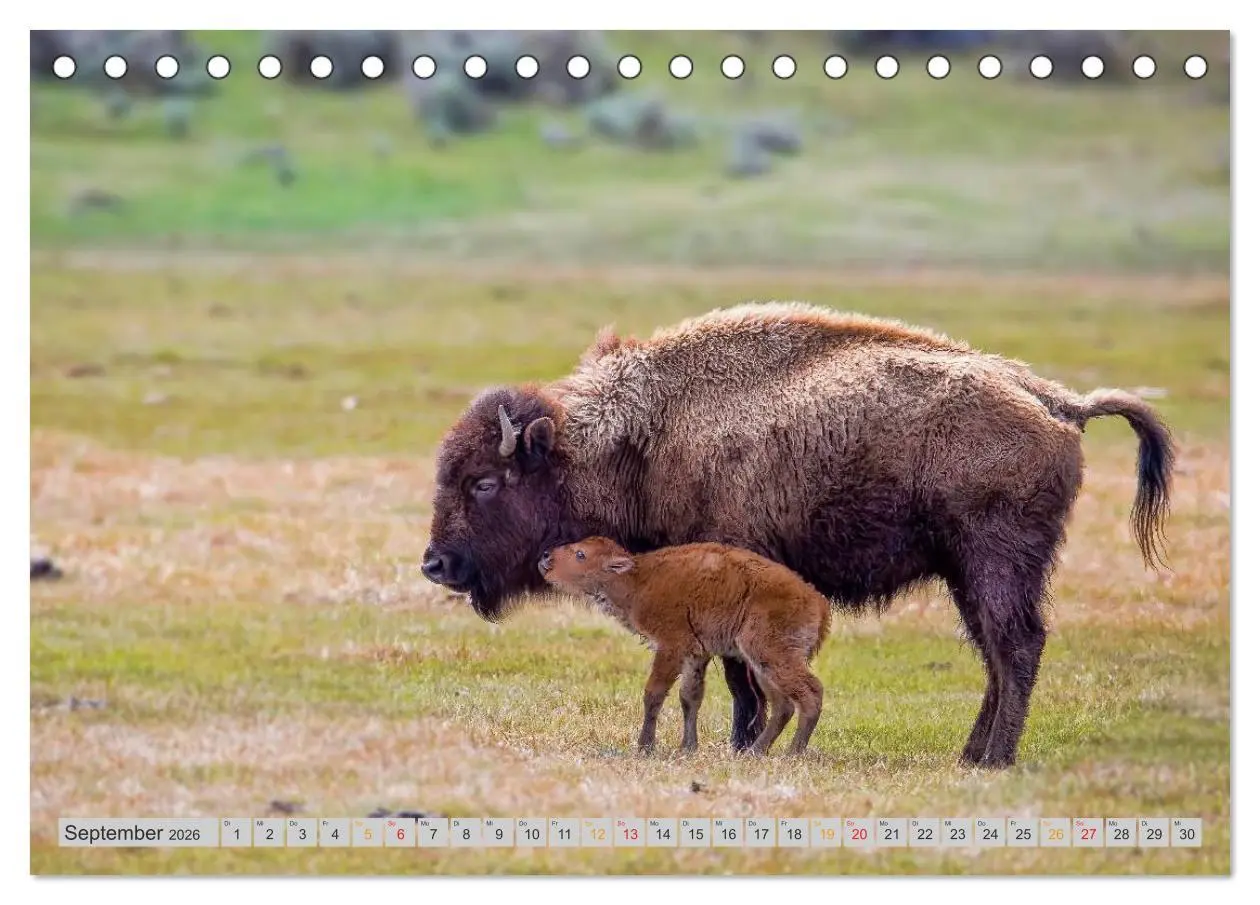 Bild: 9783516035834 | Bison und Wisent - Riesen mit unbändiger Kraft (Tischkalender 2026...