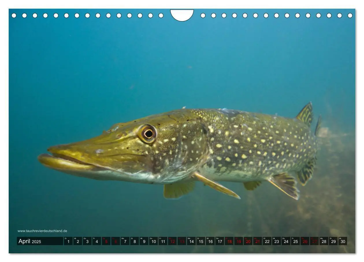Bild: 9783435426034 | Tauchrevier Deutschland - Der Hecht (Esox lucius) (Wandkalender...