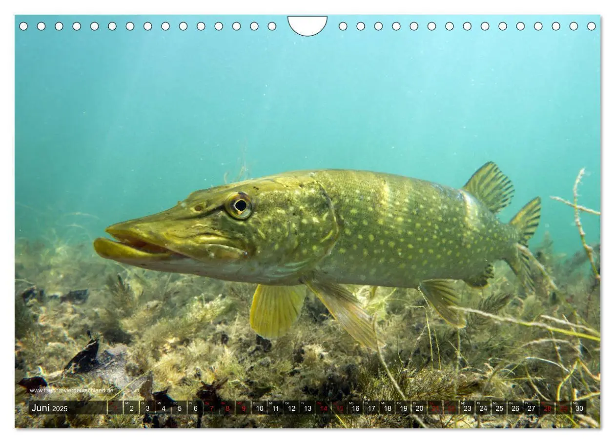 Bild: 9783435426034 | Tauchrevier Deutschland - Der Hecht (Esox lucius) (Wandkalender...