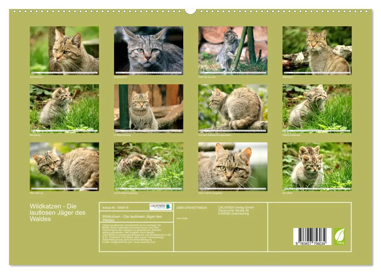 Bild: 9783457756034 | Wildkatzen - Die lautlosen Jäger des Waldes (hochwertiger Premium...