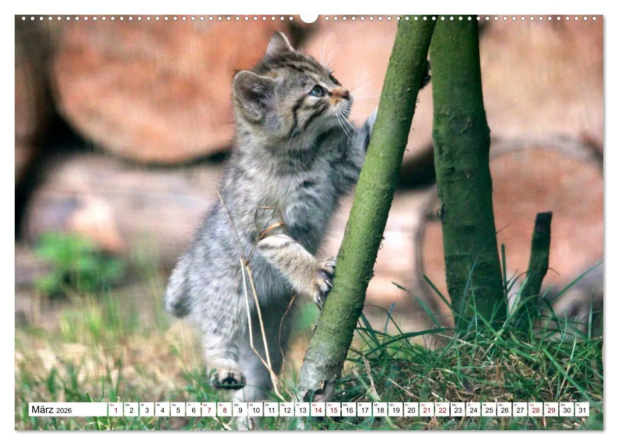 Bild: 9783457756034 | Wildkatzen - Die lautlosen Jäger des Waldes (hochwertiger Premium...