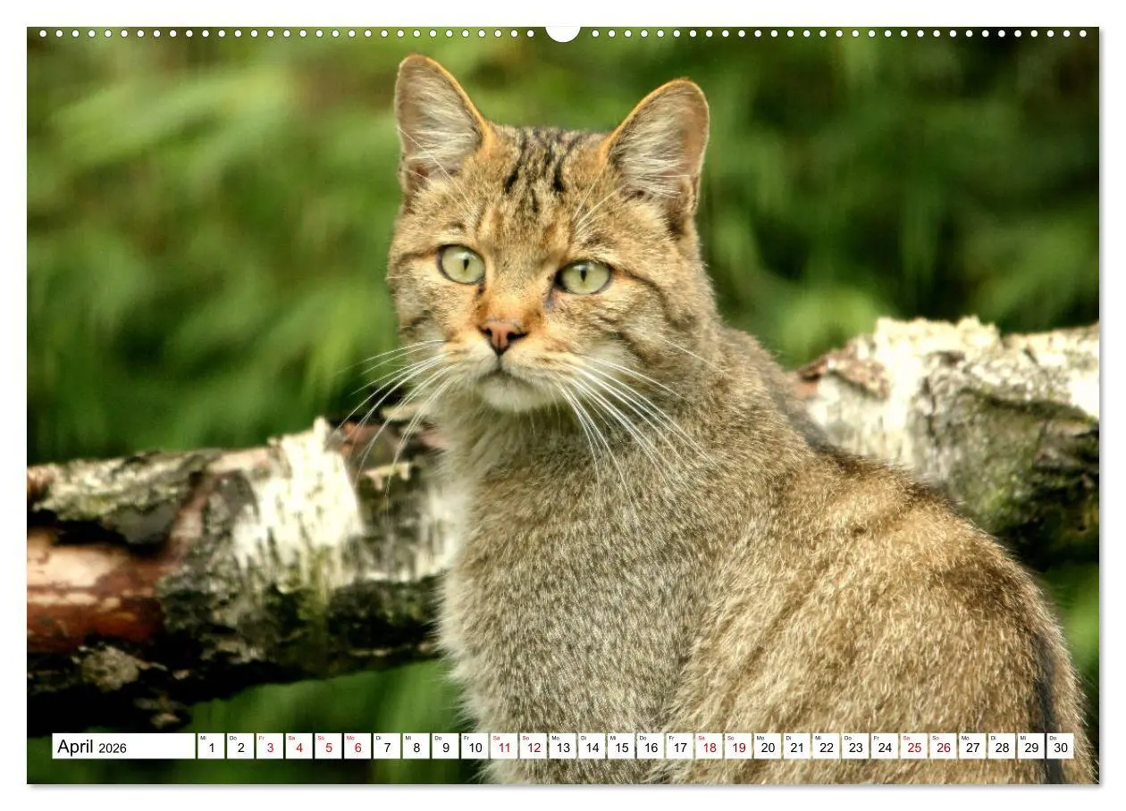 Bild: 9783457756034 | Wildkatzen - Die lautlosen Jäger des Waldes (hochwertiger Premium...