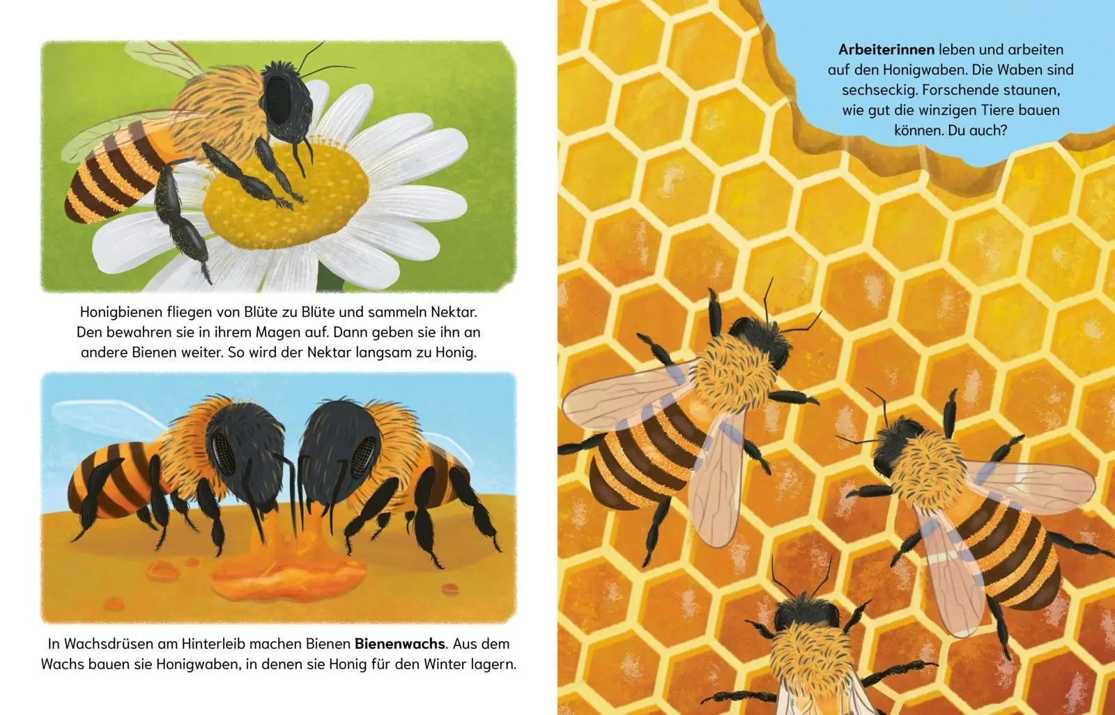 Bild: 9783551256034 | Sind Bienen kleine Superhelden? (Gute Frage!) | Eliza Jeffrey | Buch