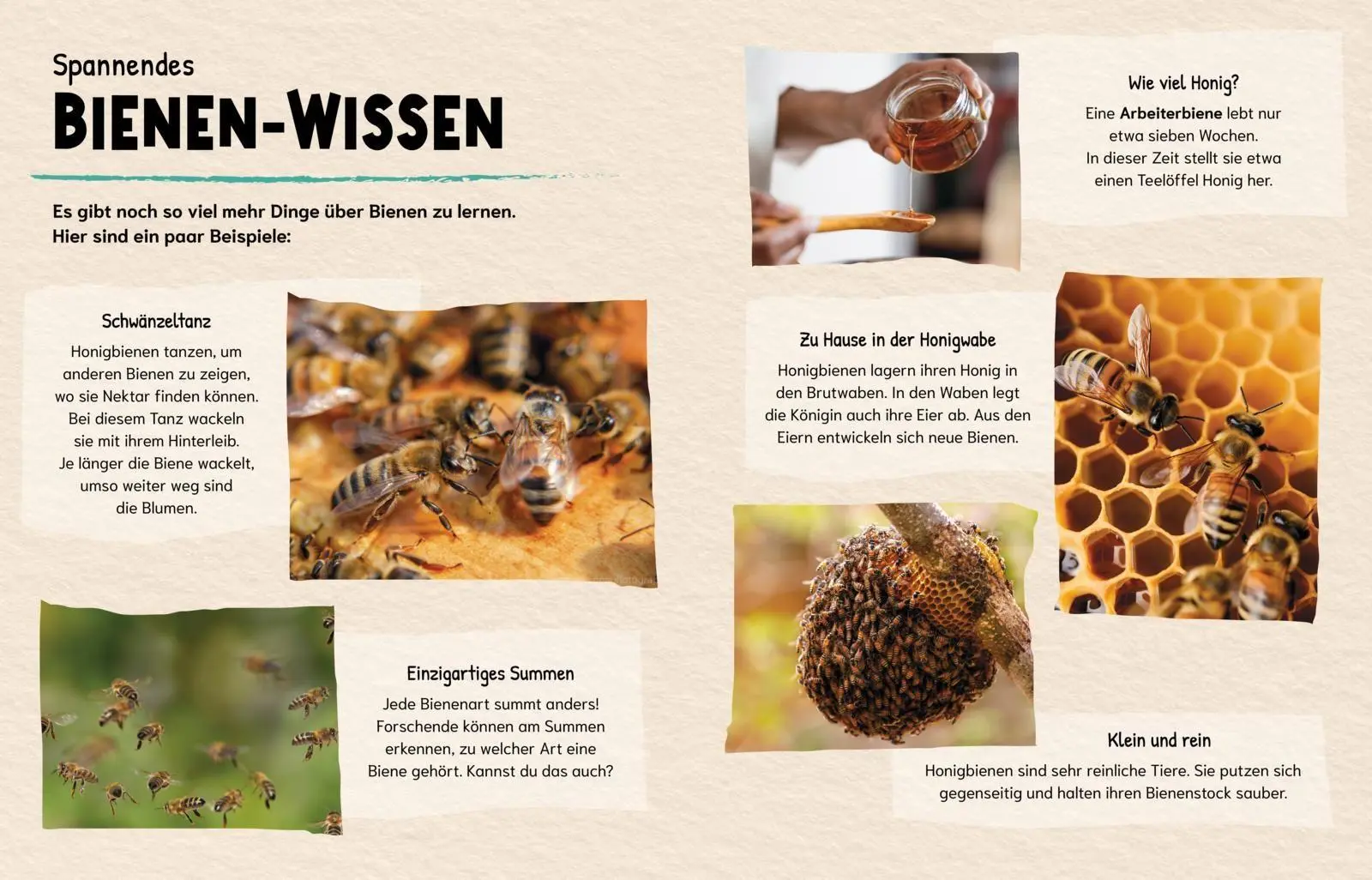 Bild: 9783551256034 | Sind Bienen kleine Superhelden? (Gute Frage!) | Eliza Jeffrey | Buch