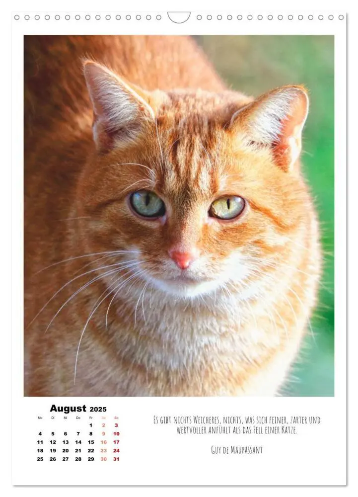 Bild: 9783435896134 | Stubentiger im Portrait (Wandkalender 2025 DIN A3 hoch), CALVENDO...