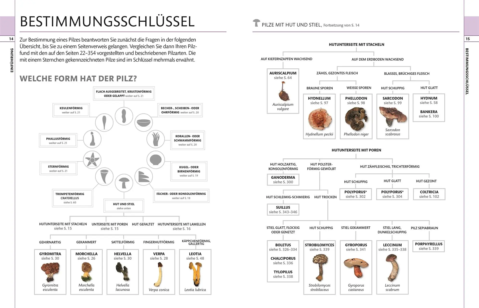 Bild: 9783831036134 | Pilze | Das große Bestimmungsbuch | Thomas Læssøe | Buch | 360 S.