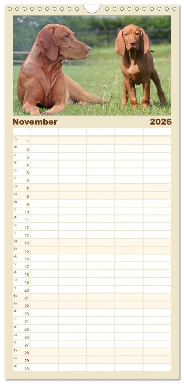 Bild: 9783516516234 | Familienplaner 2026 - Magyar Vizsla - Vielseitiger Jagdhund mit 5...