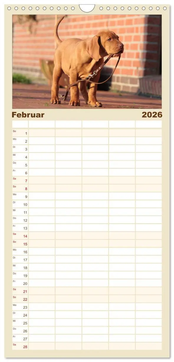 Bild: 9783516516234 | Familienplaner 2026 - Magyar Vizsla - Vielseitiger Jagdhund mit 5...