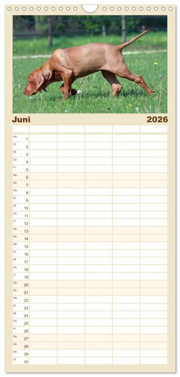 Bild: 9783516516234 | Familienplaner 2026 - Magyar Vizsla - Vielseitiger Jagdhund mit 5...