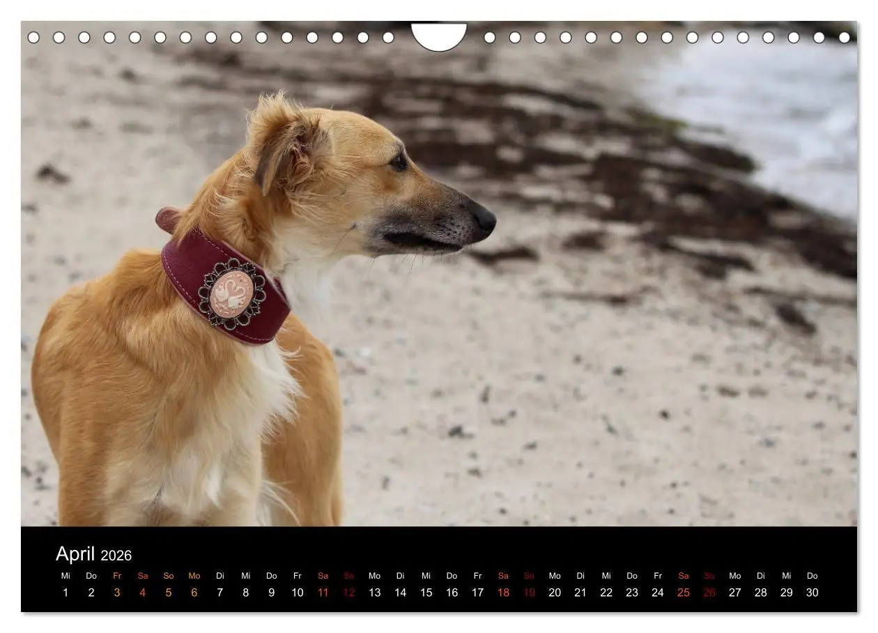 Bild: 9783457896334 | Der Silken Windsprite - ein Seelenhund (Wandkalender 2026 DIN A4...