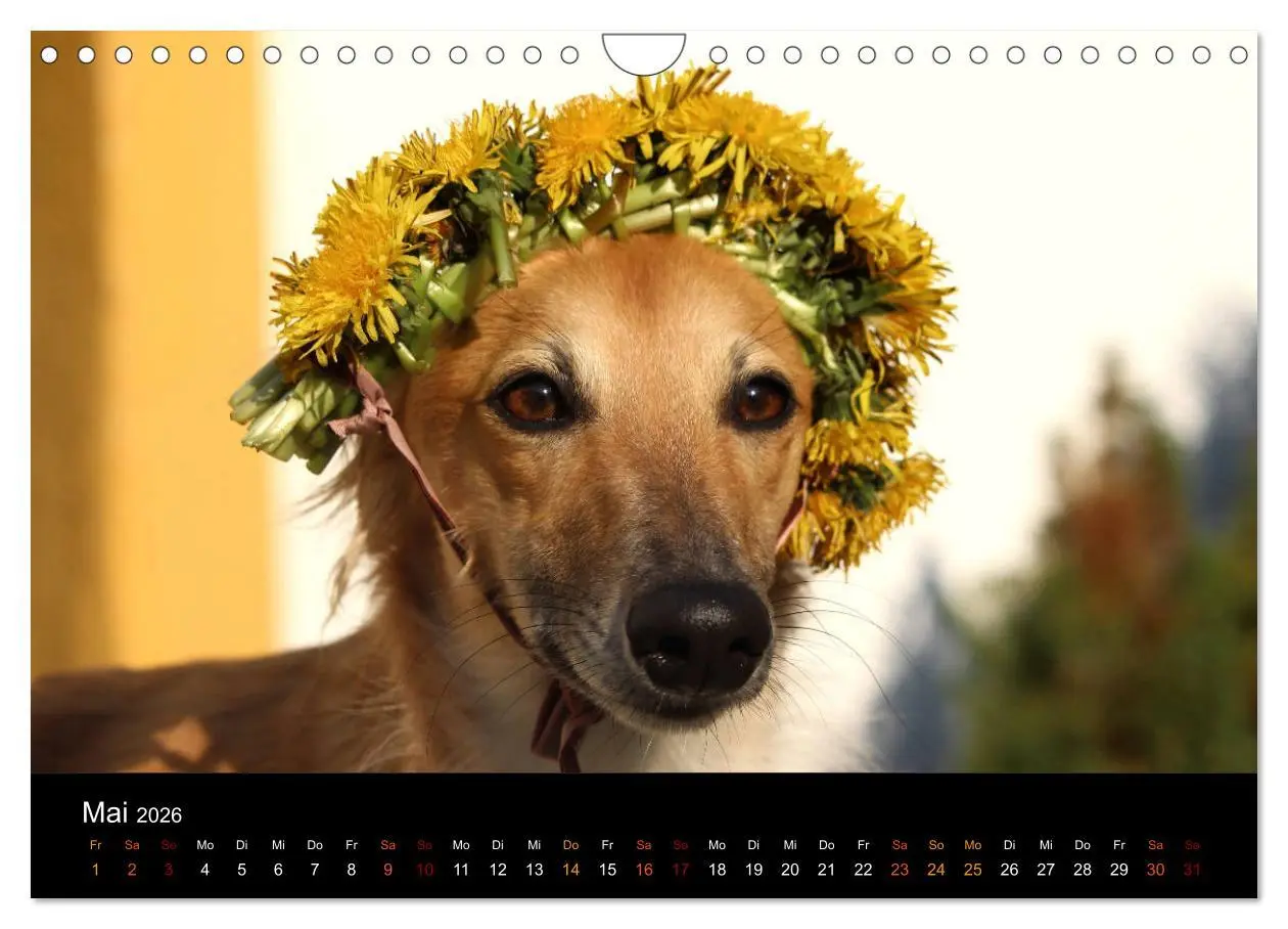 Bild: 9783457896334 | Der Silken Windsprite - ein Seelenhund (Wandkalender 2026 DIN A4...