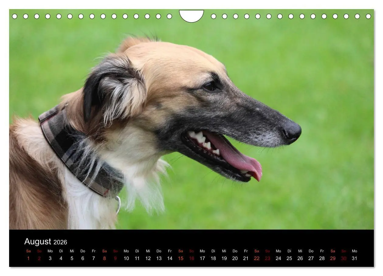 Bild: 9783457896334 | Der Silken Windsprite - ein Seelenhund (Wandkalender 2026 DIN A4...