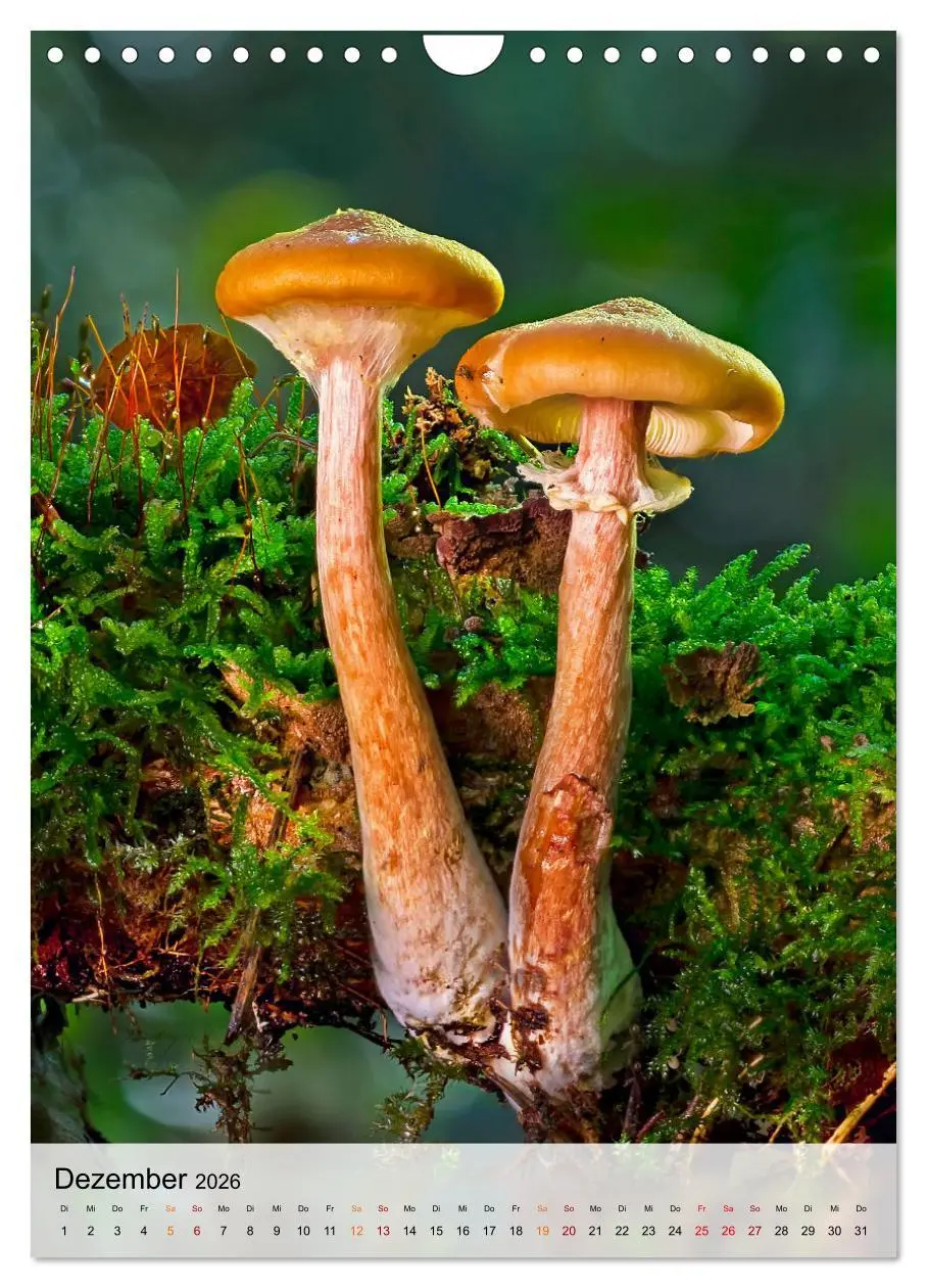 Bild: 9783516366334 | Pilze - kleine Riesen (Wandkalender 2026 DIN A4 hoch), CALVENDO...