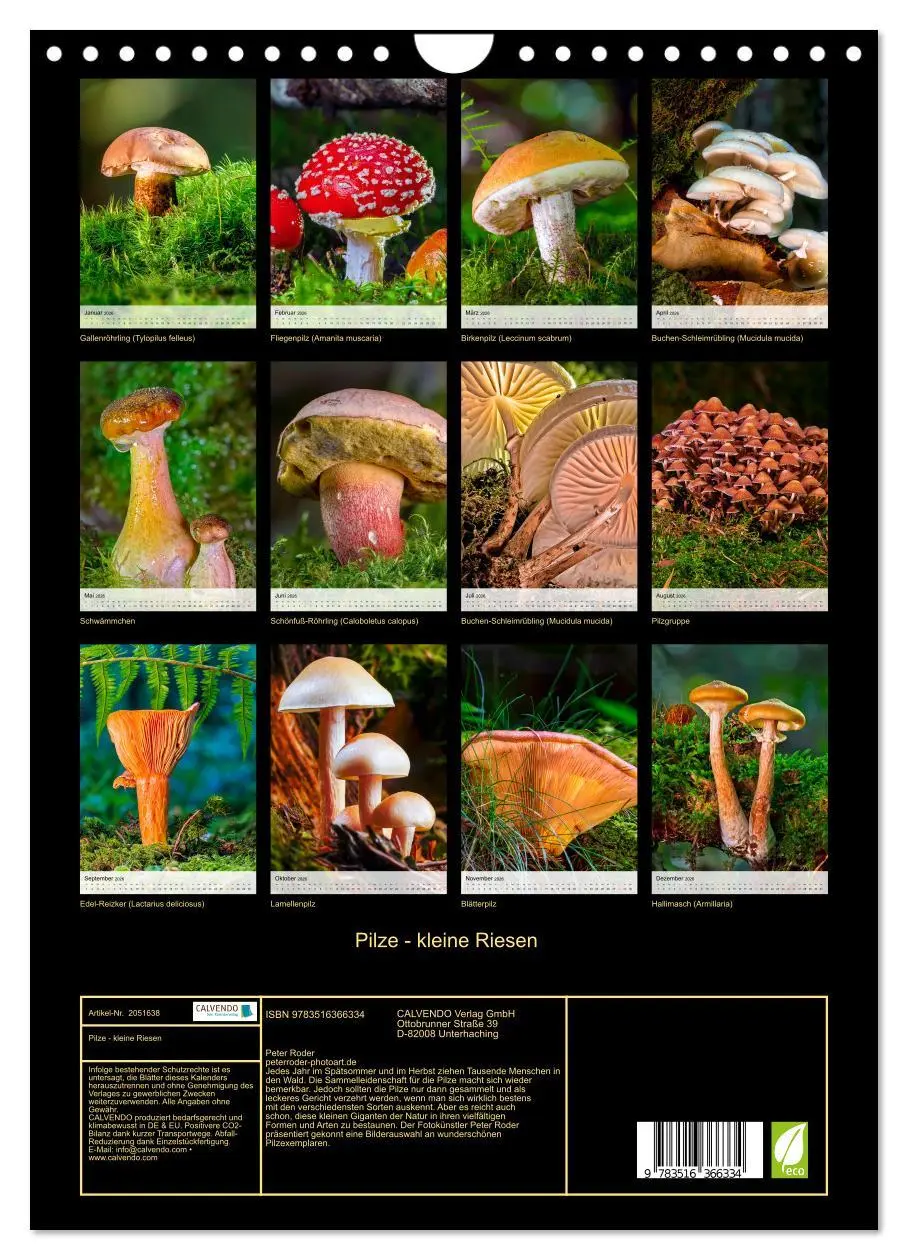 Bild: 9783516366334 | Pilze - kleine Riesen (Wandkalender 2026 DIN A4 hoch), CALVENDO...