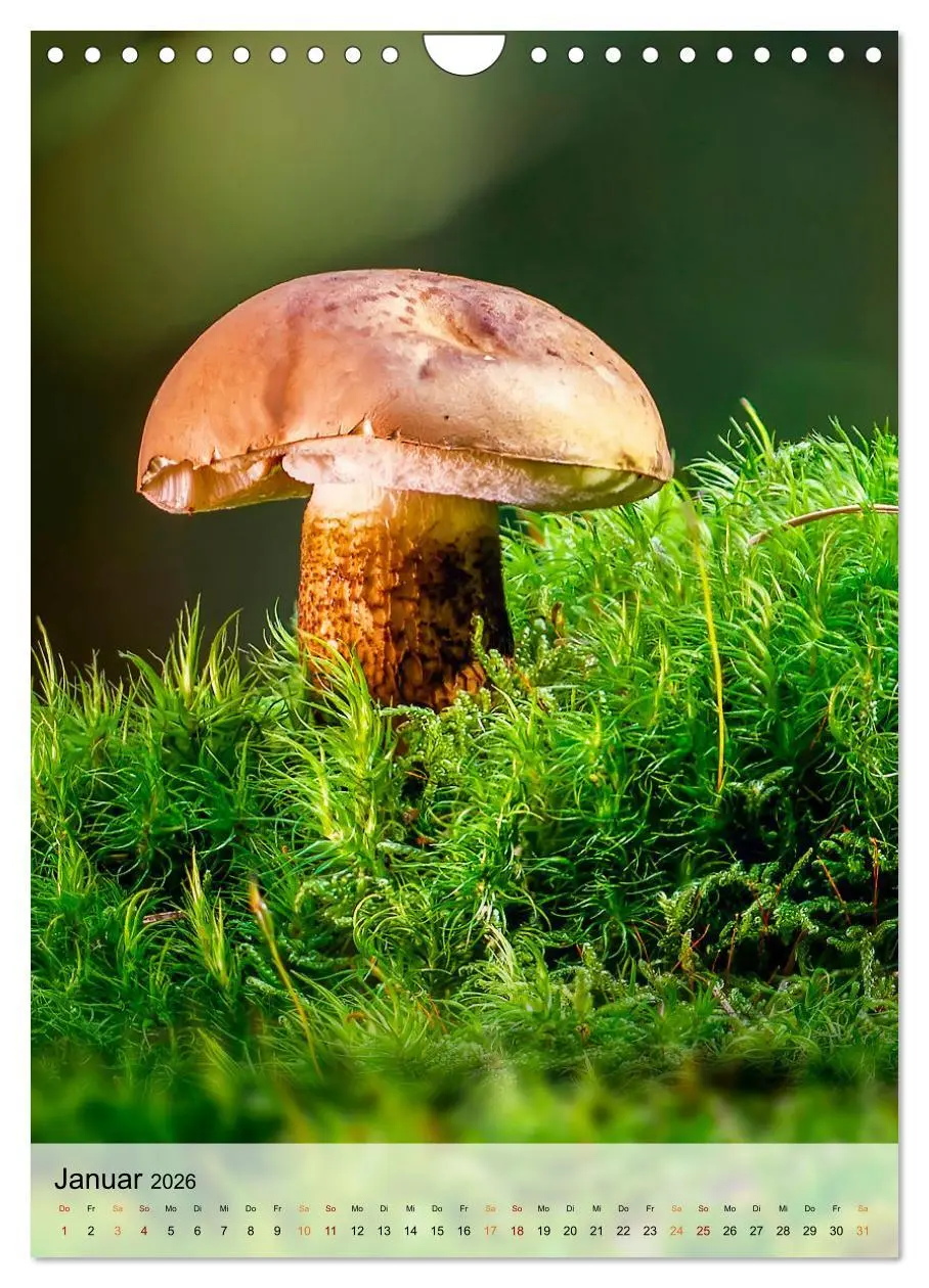 Bild: 9783516366334 | Pilze - kleine Riesen (Wandkalender 2026 DIN A4 hoch), CALVENDO...