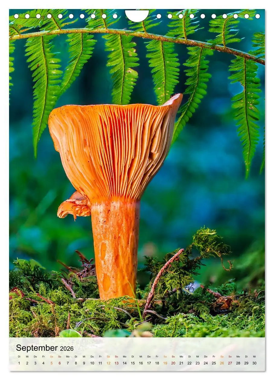 Bild: 9783516366334 | Pilze - kleine Riesen (Wandkalender 2026 DIN A4 hoch), CALVENDO...