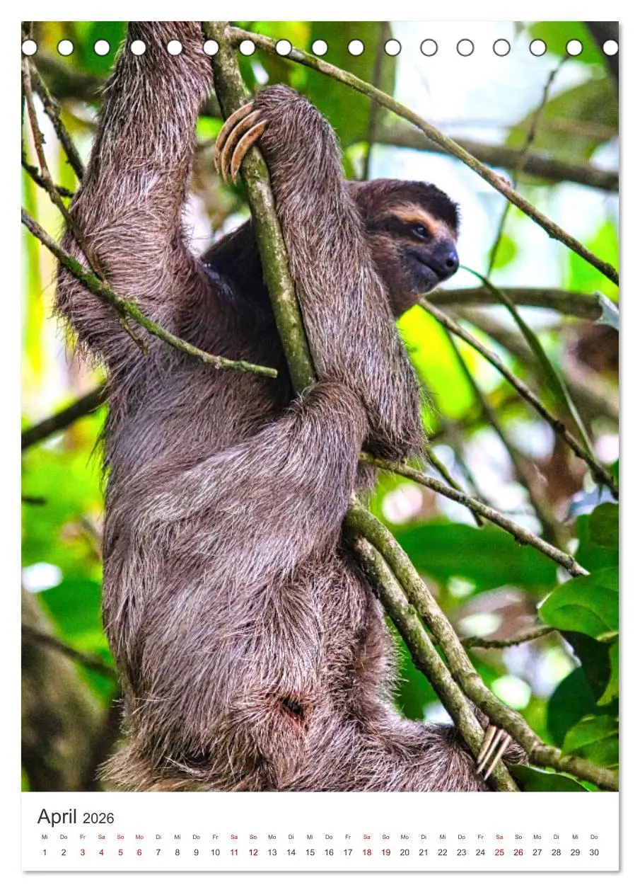 Bild: 9783516356434 | Faszination Costa Rica (Tischkalender 2026 DIN A5 hoch), CALVENDO...