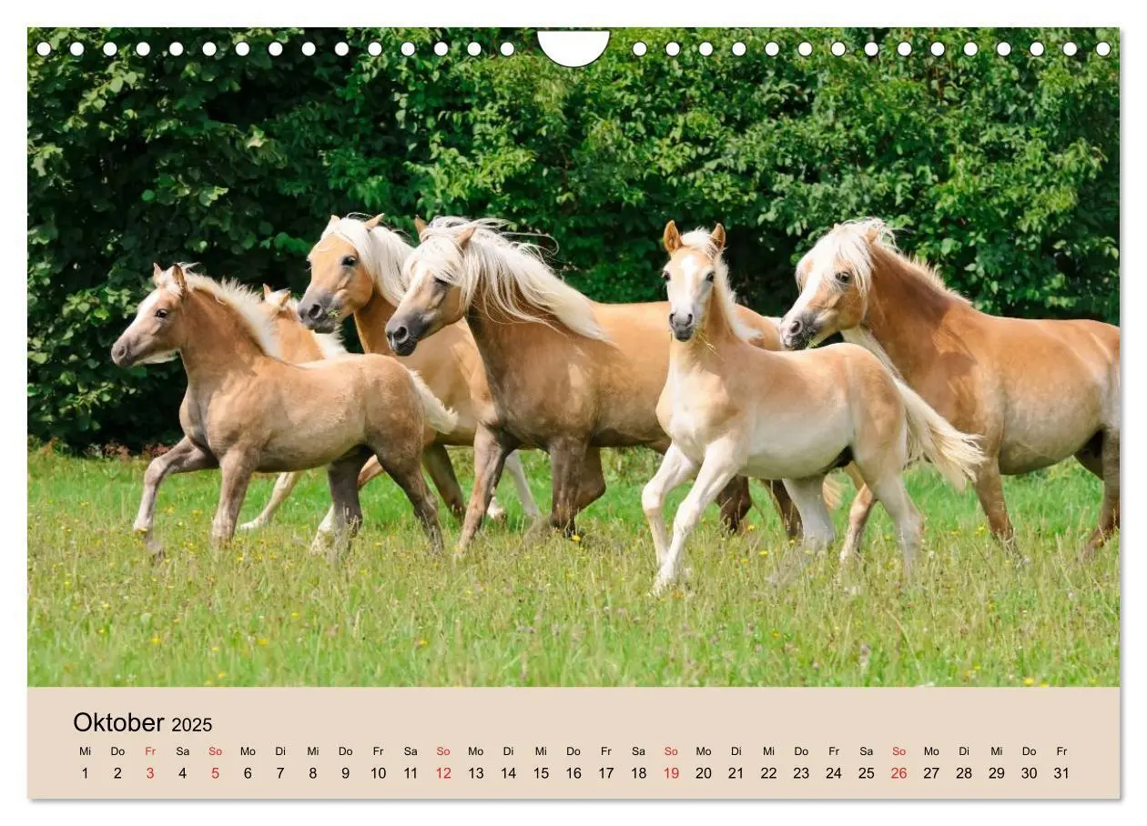 Bild: 9783435786534 | Haflinger Fohlen (Wandkalender 2025 DIN A4 quer), CALVENDO...
