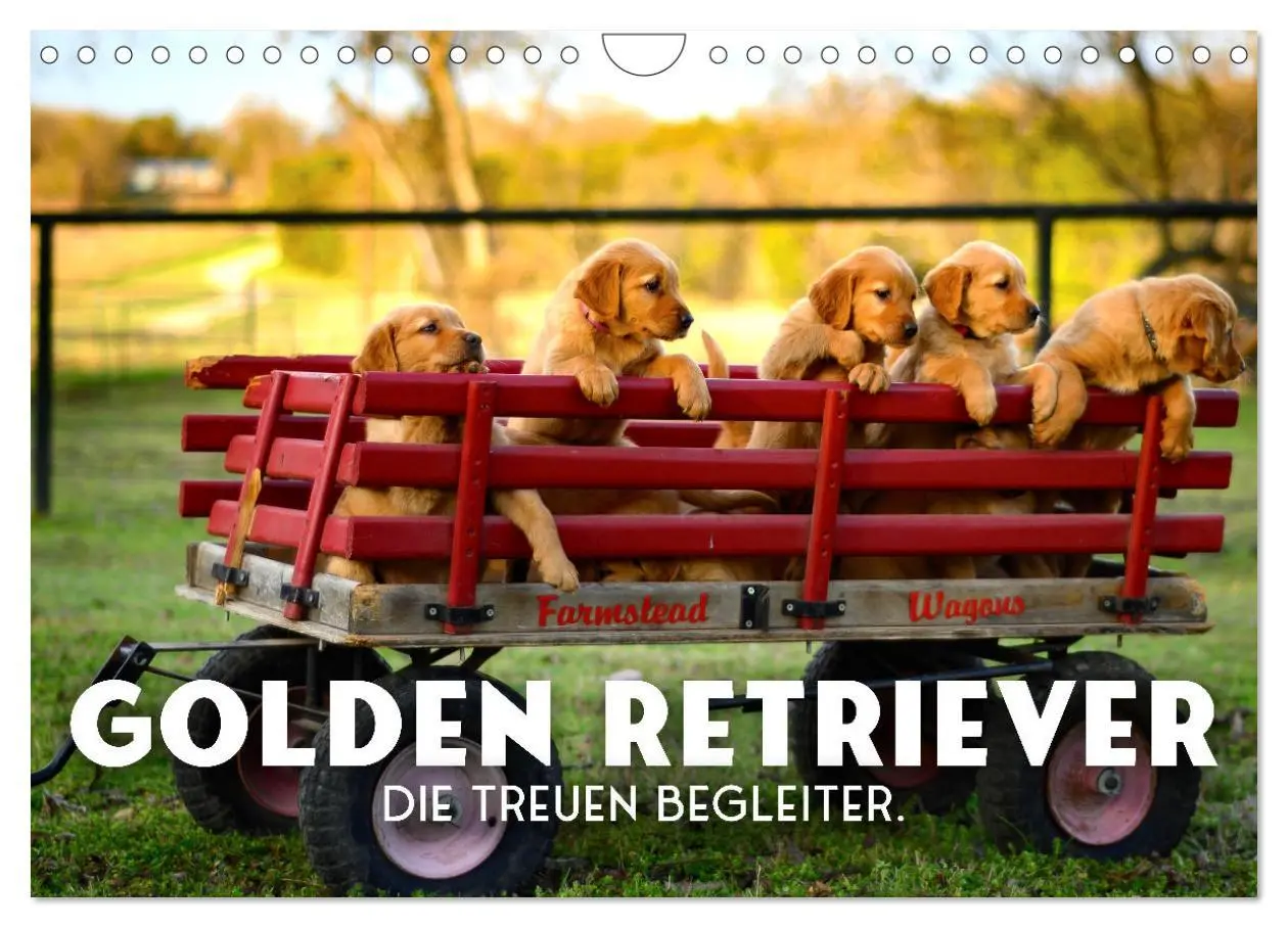 Cover: 9783457566534 | Golden Retriever - Die treuen Begleiter. (Wandkalender 2026 DIN A4...