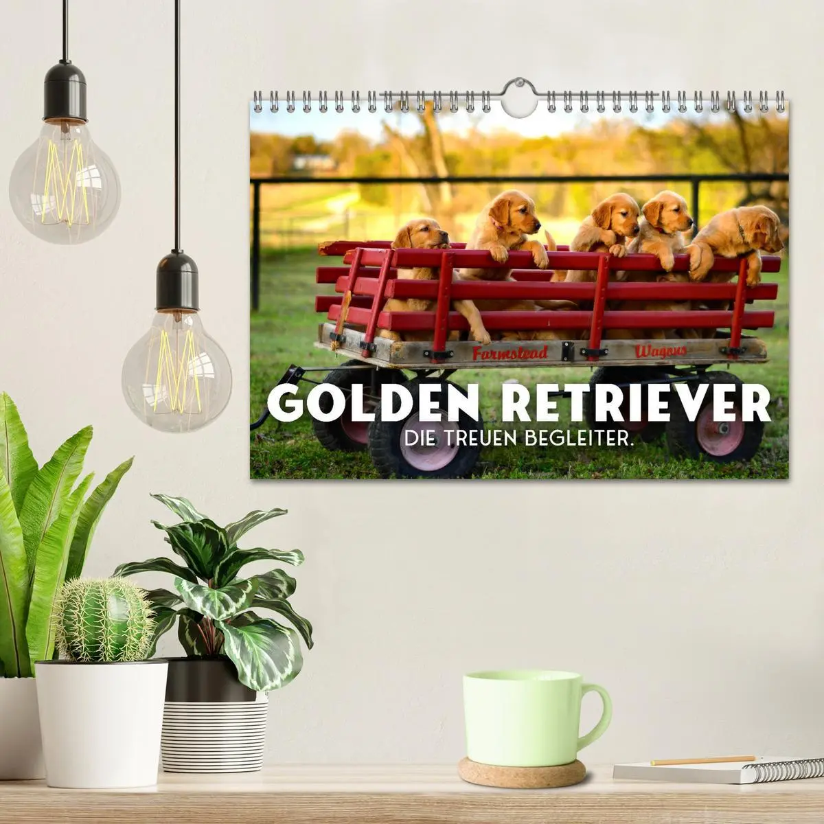 Bild: 9783457566534 | Golden Retriever - Die treuen Begleiter. (Wandkalender 2026 DIN A4...