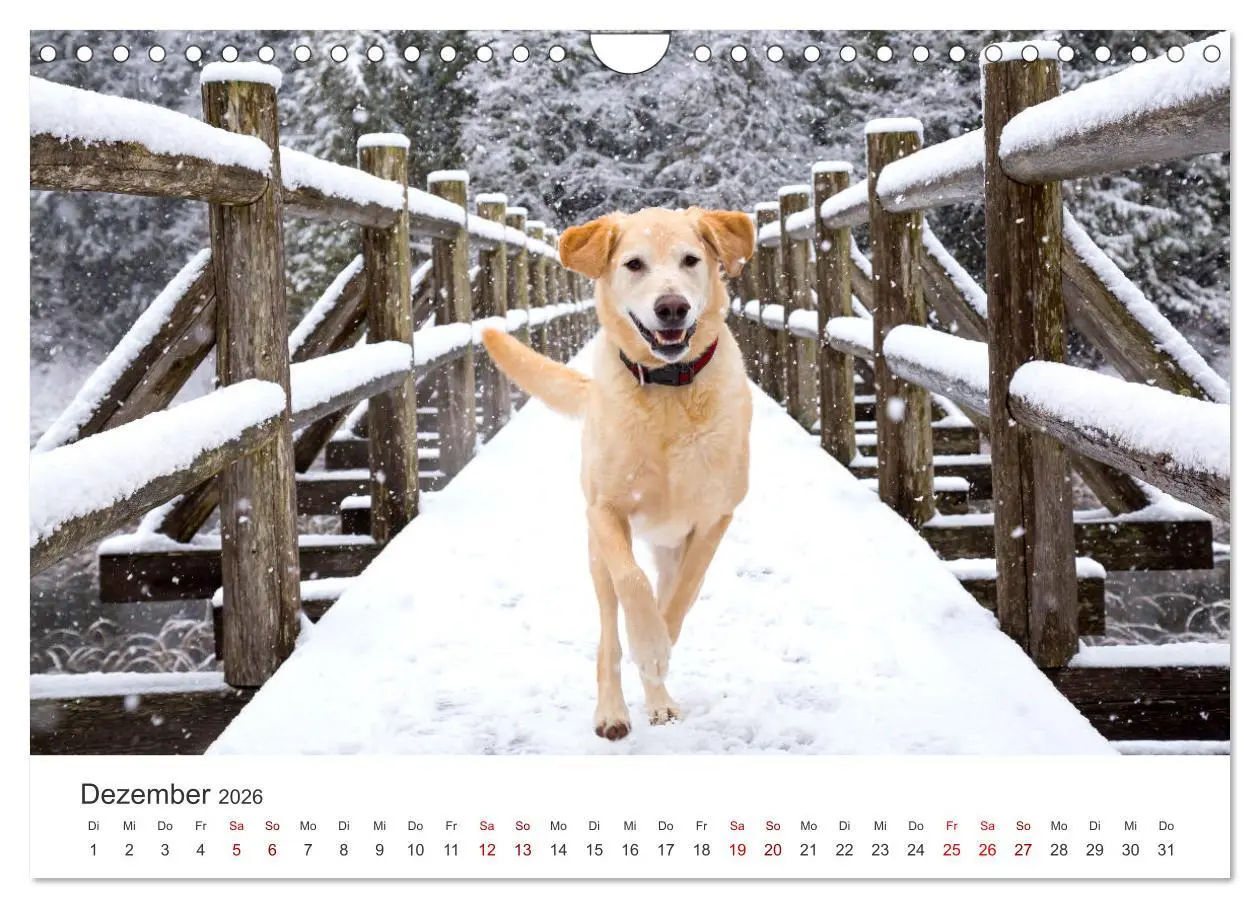 Bild: 9783457566534 | Golden Retriever - Die treuen Begleiter. (Wandkalender 2026 DIN A4...