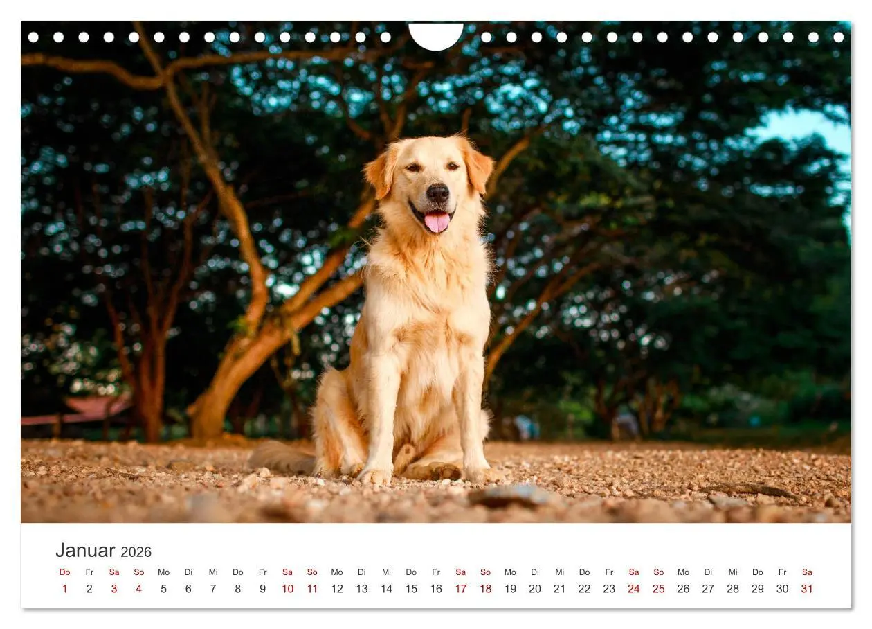 Bild: 9783457566534 | Golden Retriever - Die treuen Begleiter. (Wandkalender 2026 DIN A4...