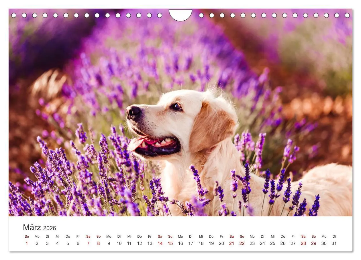 Bild: 9783457566534 | Golden Retriever - Die treuen Begleiter. (Wandkalender 2026 DIN A4...