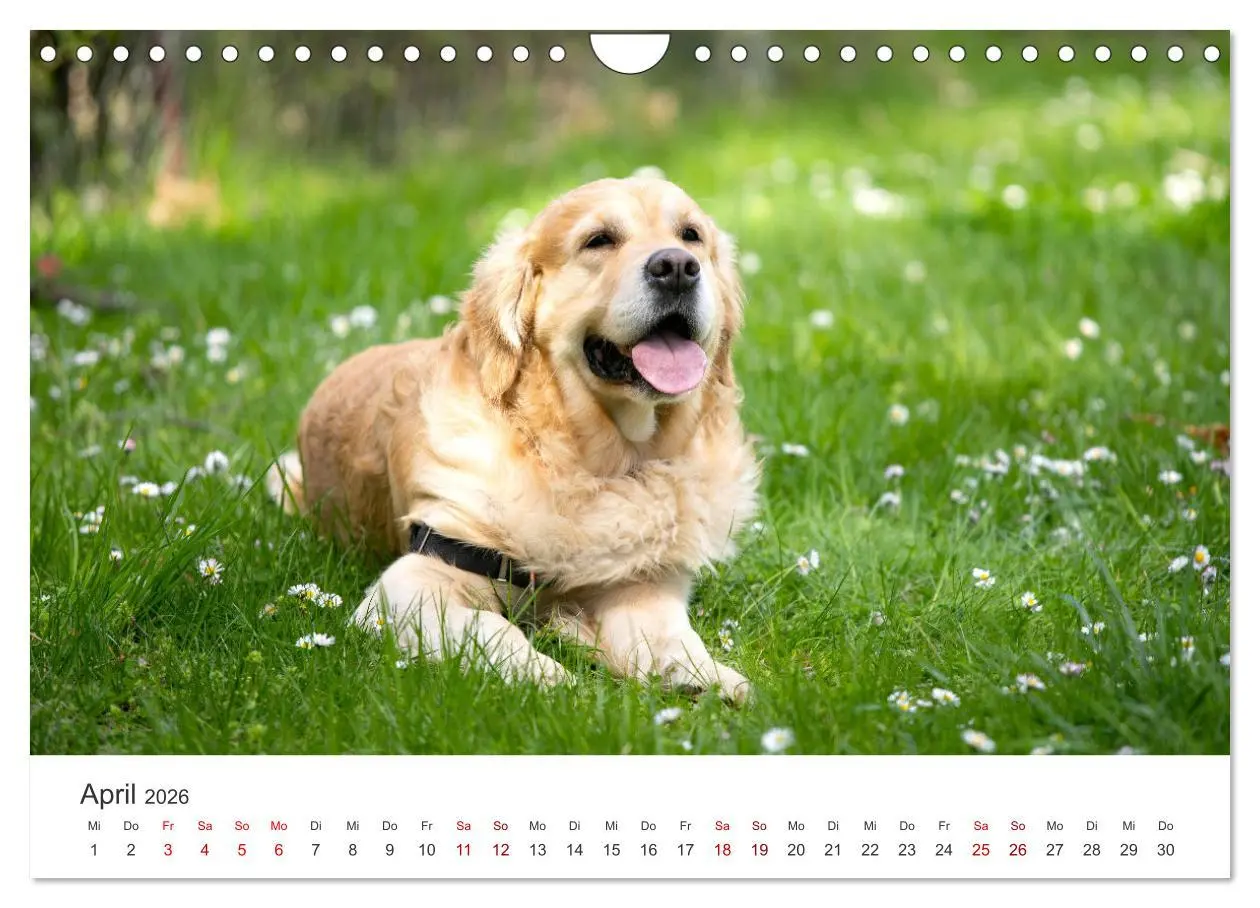 Bild: 9783457566534 | Golden Retriever - Die treuen Begleiter. (Wandkalender 2026 DIN A4...