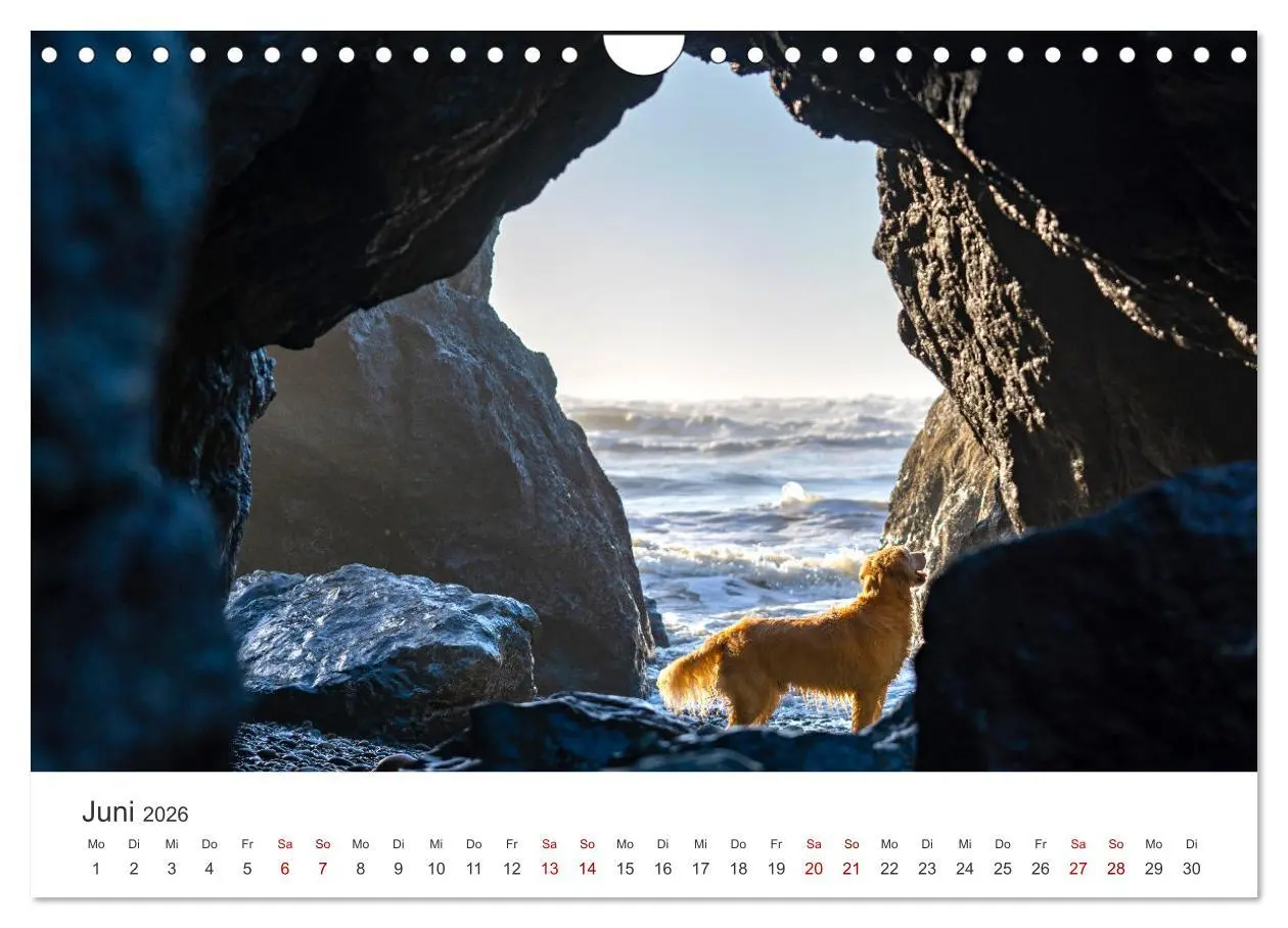 Bild: 9783457566534 | Golden Retriever - Die treuen Begleiter. (Wandkalender 2026 DIN A4...