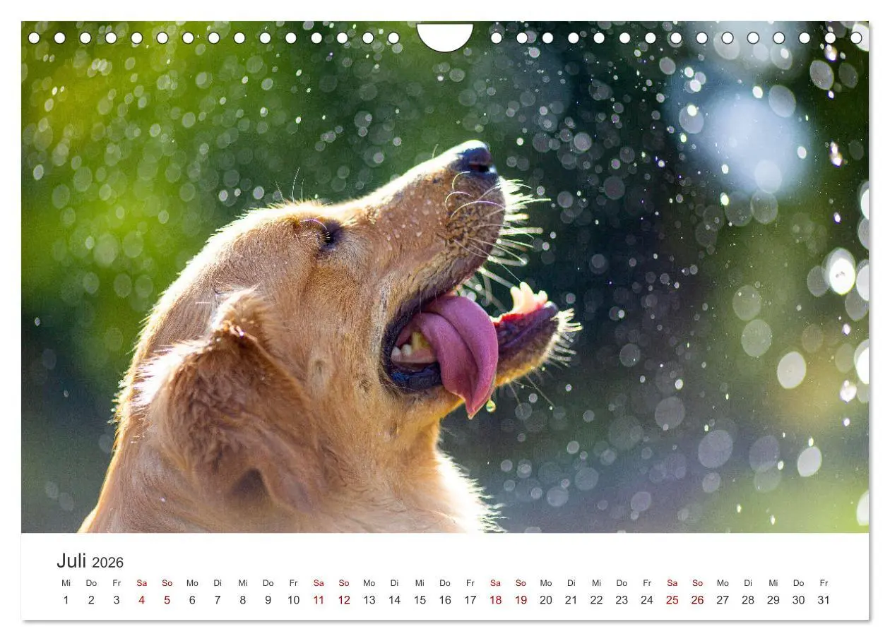 Bild: 9783457566534 | Golden Retriever - Die treuen Begleiter. (Wandkalender 2026 DIN A4...