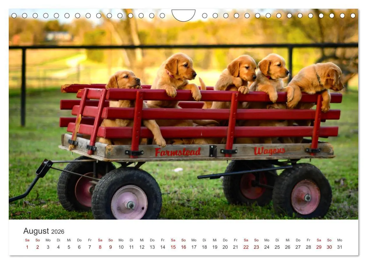 Bild: 9783457566534 | Golden Retriever - Die treuen Begleiter. (Wandkalender 2026 DIN A4...
