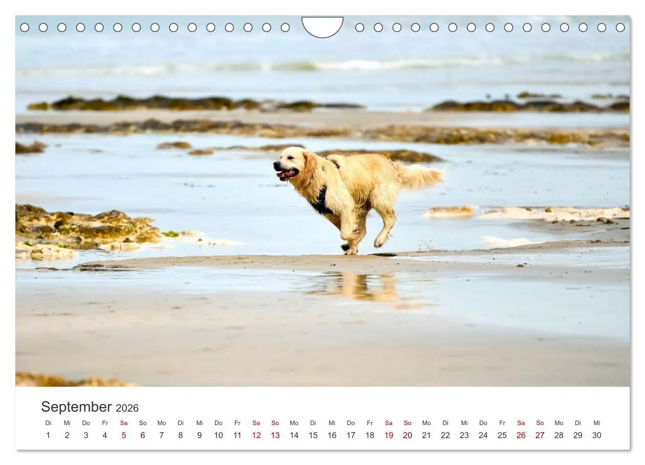 Bild: 9783457566534 | Golden Retriever - Die treuen Begleiter. (Wandkalender 2026 DIN A4...