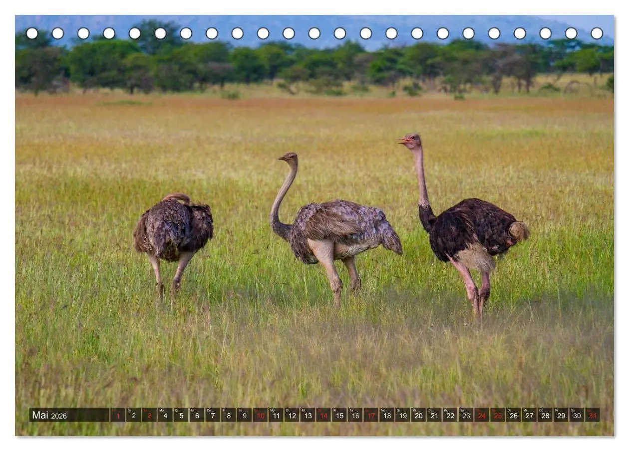 Bild: 9783516196634 | Abenteuer Tansania, Afrika (Tischkalender 2026 DIN A5 quer),...