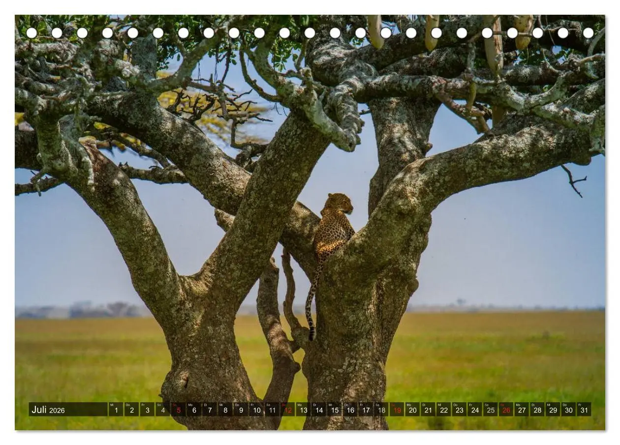 Bild: 9783516196634 | Abenteuer Tansania, Afrika (Tischkalender 2026 DIN A5 quer),...