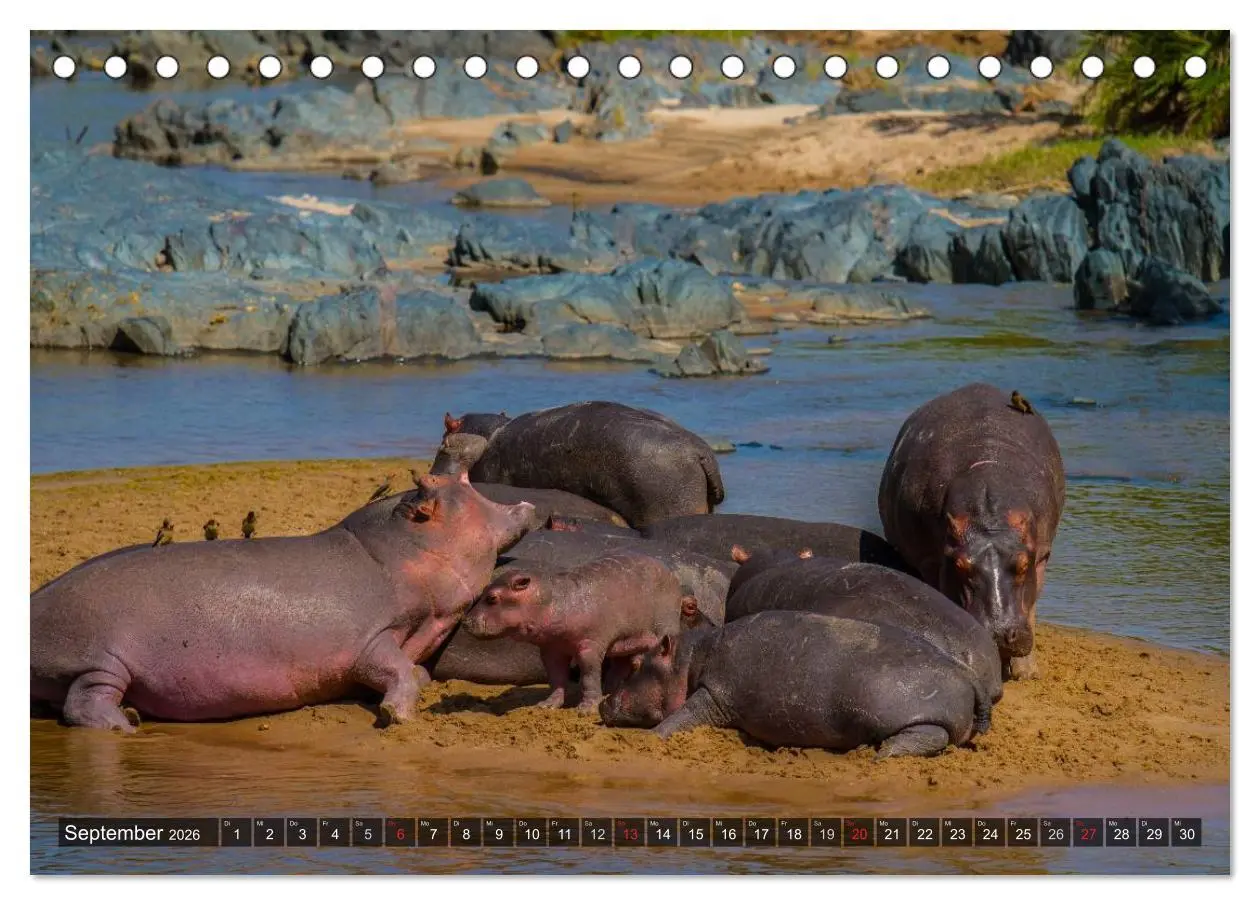 Bild: 9783516196634 | Abenteuer Tansania, Afrika (Tischkalender 2026 DIN A5 quer),...