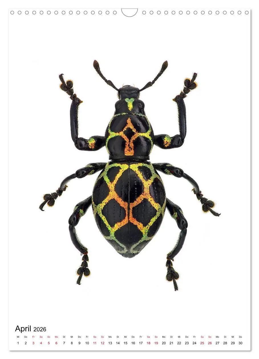 Bild: 9783516406634 | Die schönsten Insekten (Wandkalender 2026 DIN A3 hoch), CALVENDO...