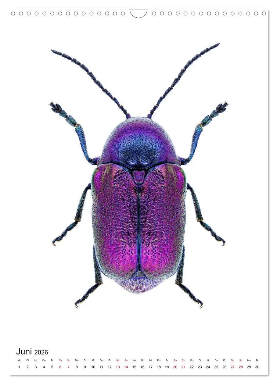 Bild: 9783516406634 | Die schönsten Insekten (Wandkalender 2026 DIN A3 hoch), CALVENDO...