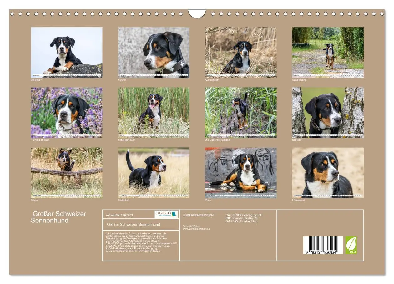 Bild: 9783457836934 | Großer Schweizer Sennenhund (Wandkalender 2026 DIN A3 quer),...