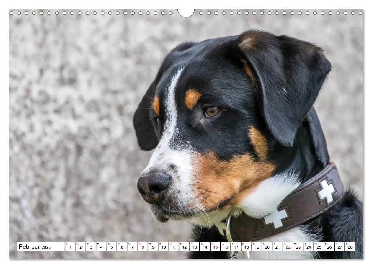 Bild: 9783457836934 | Großer Schweizer Sennenhund (Wandkalender 2026 DIN A3 quer),...