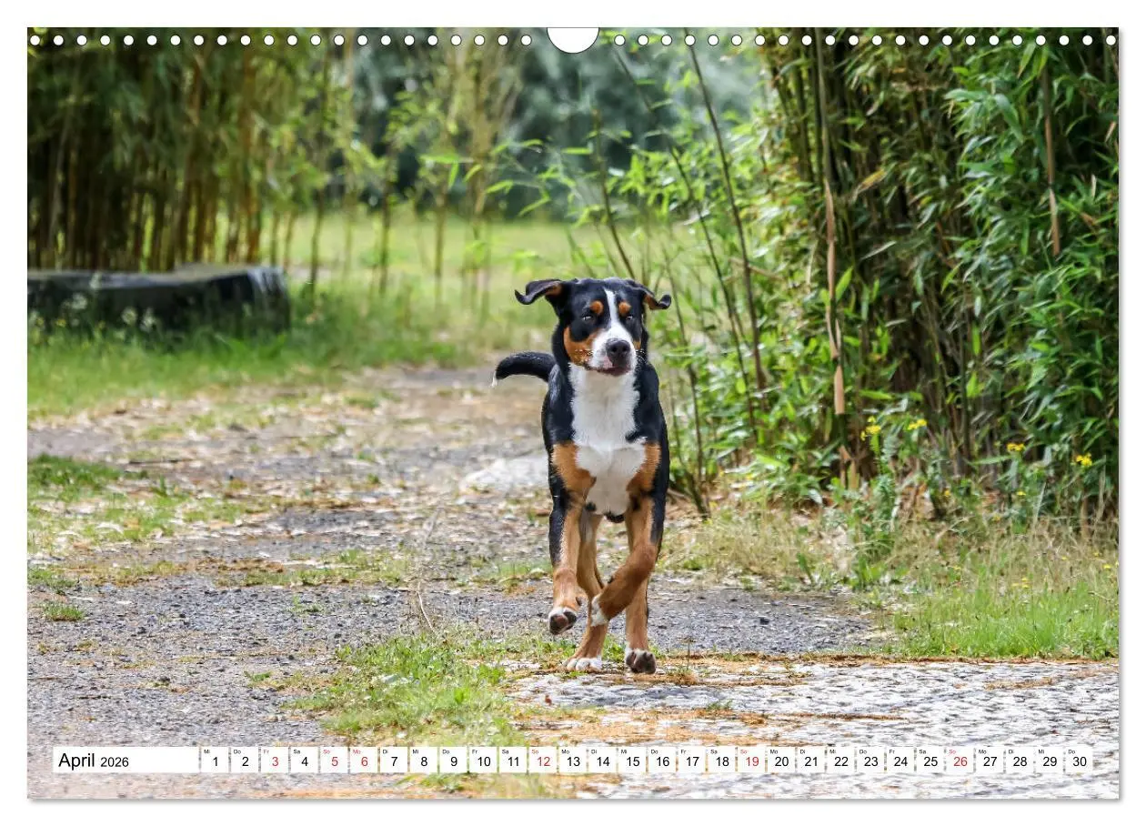 Bild: 9783457836934 | Großer Schweizer Sennenhund (Wandkalender 2026 DIN A3 quer),...