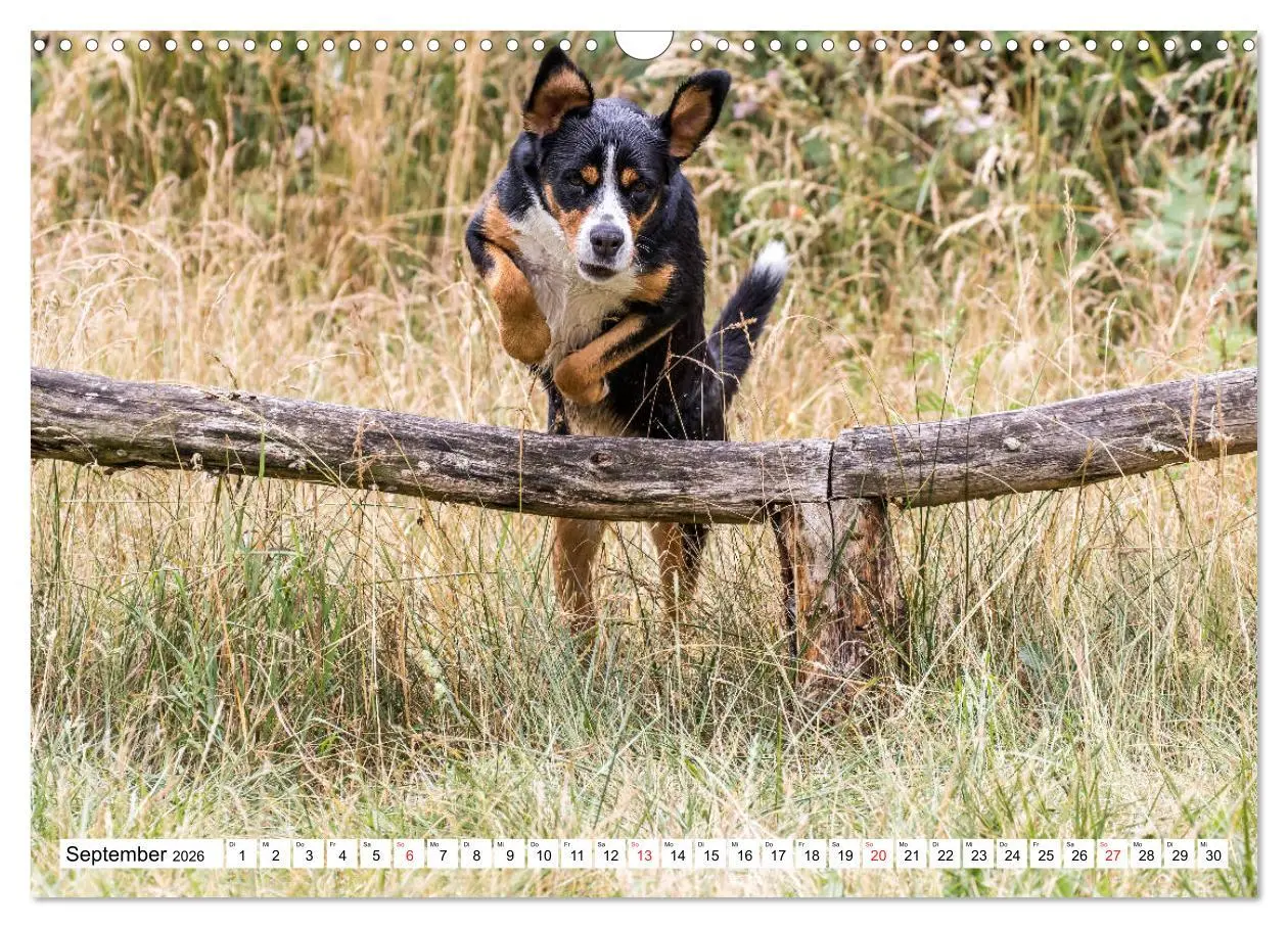 Bild: 9783457836934 | Großer Schweizer Sennenhund (Wandkalender 2026 DIN A3 quer),...
