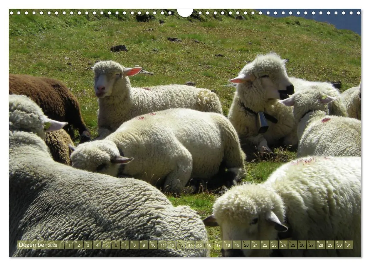 Bild: 9783516057034 | Schafe - soweit das Auge reicht (Wandkalender 2026 DIN A3 quer),...